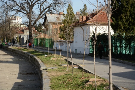 Дърветата в Пазарджик