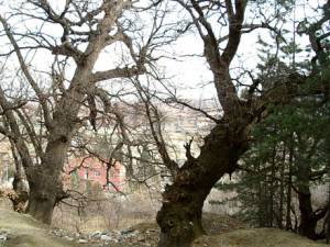Вековни дървета, област Пазарджик