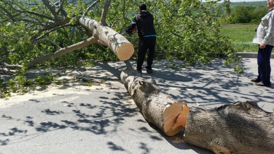 Дърветата