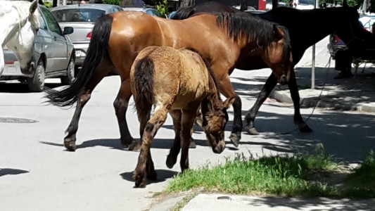 Коне в Пазарджик