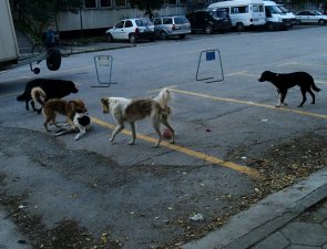 Улични кучета в Пазарджик