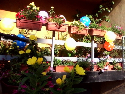 Цветя на балкон в Пазарджик
